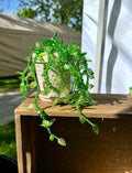 Beaded Lush Vines Forever Plant ~ 4"